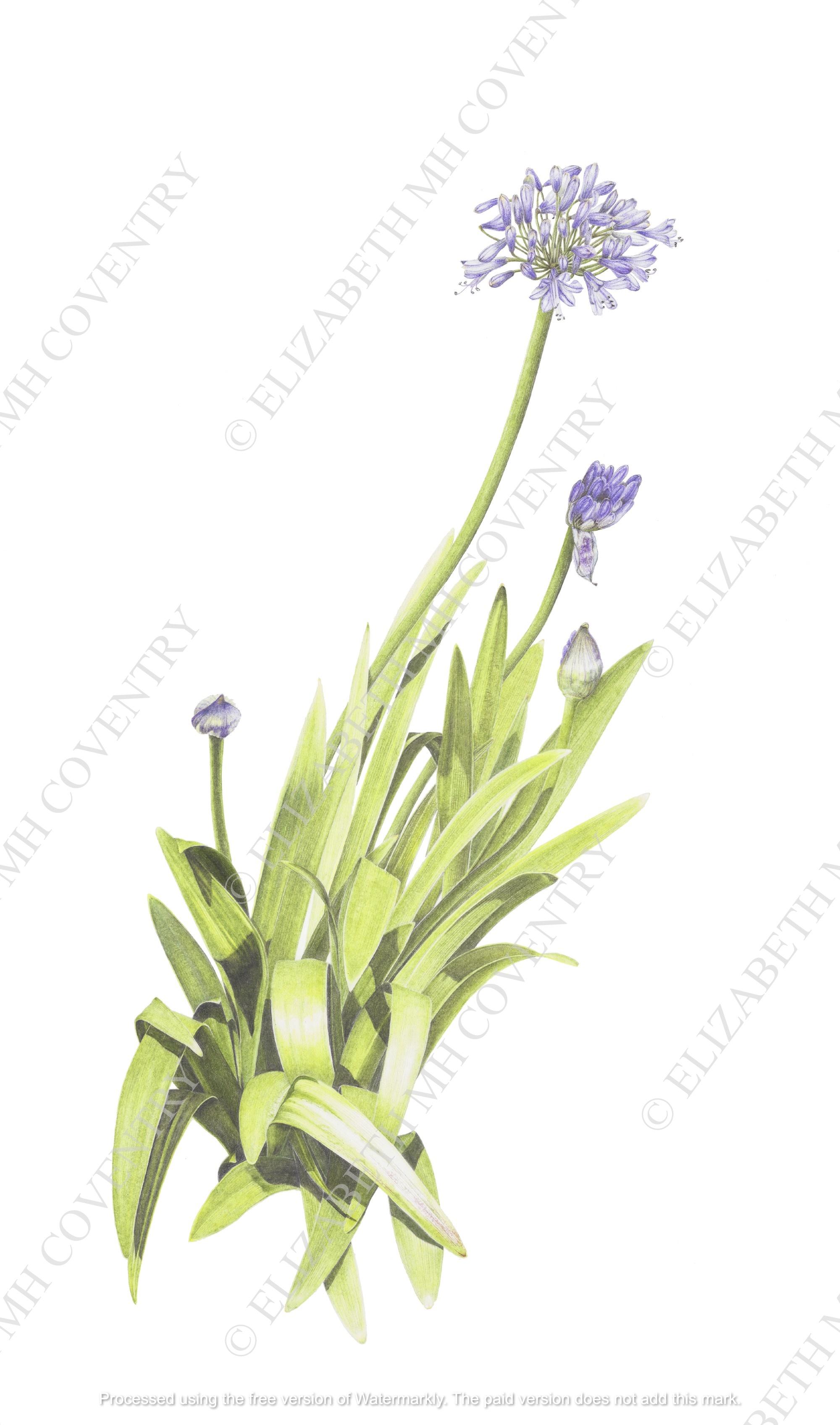 AGAPANTHUS