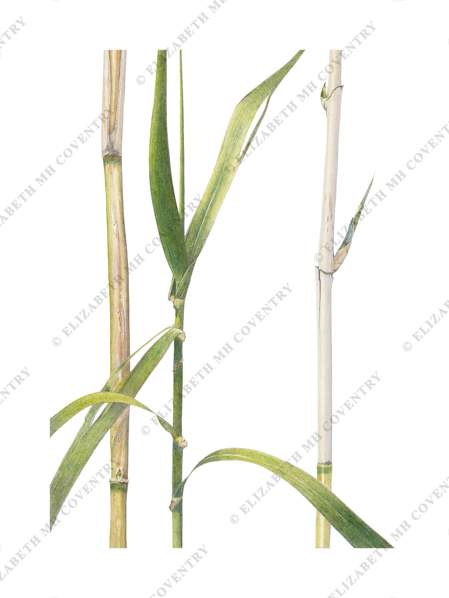 ARUNDO DONAX