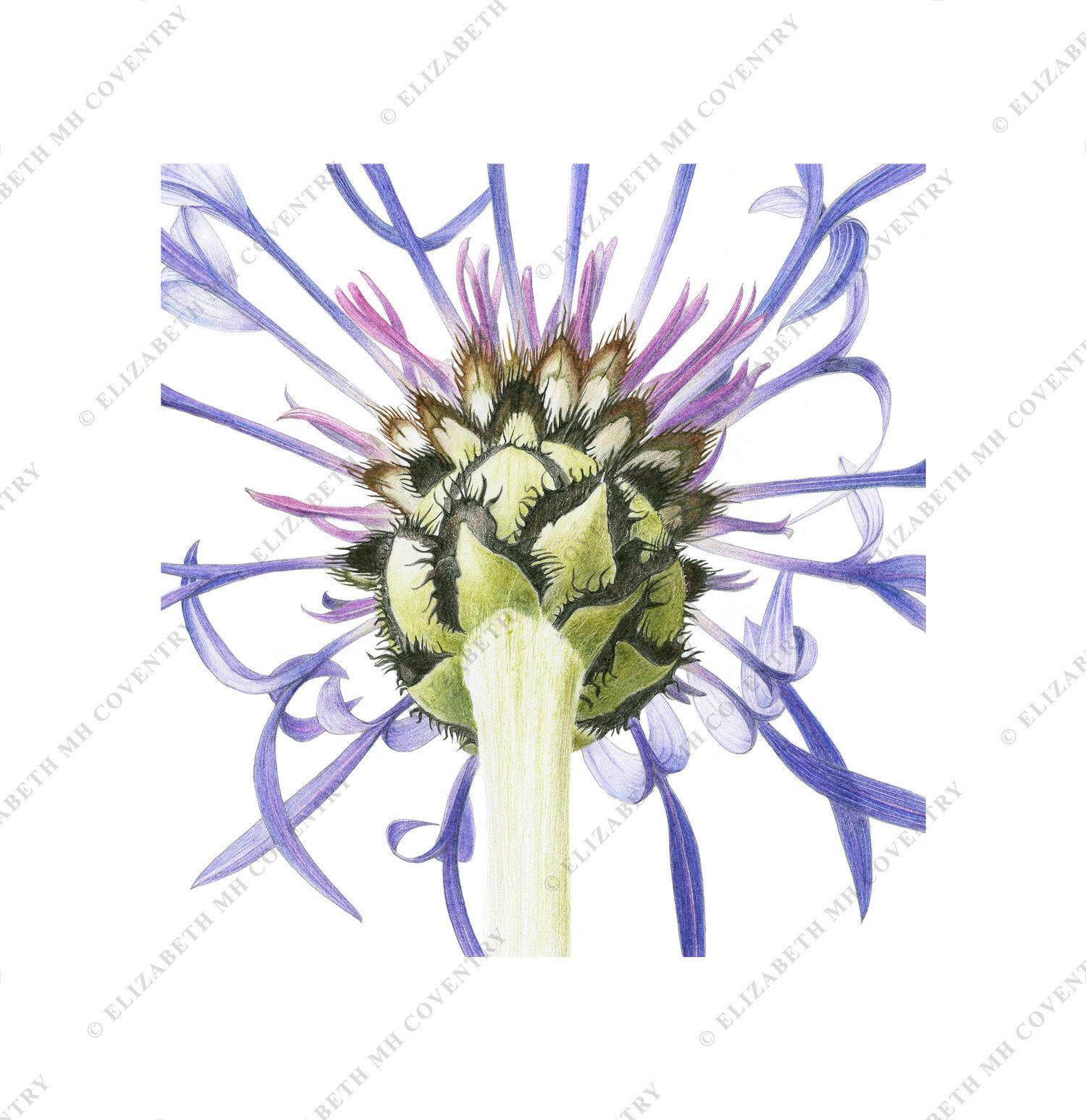 CORNFLOWER