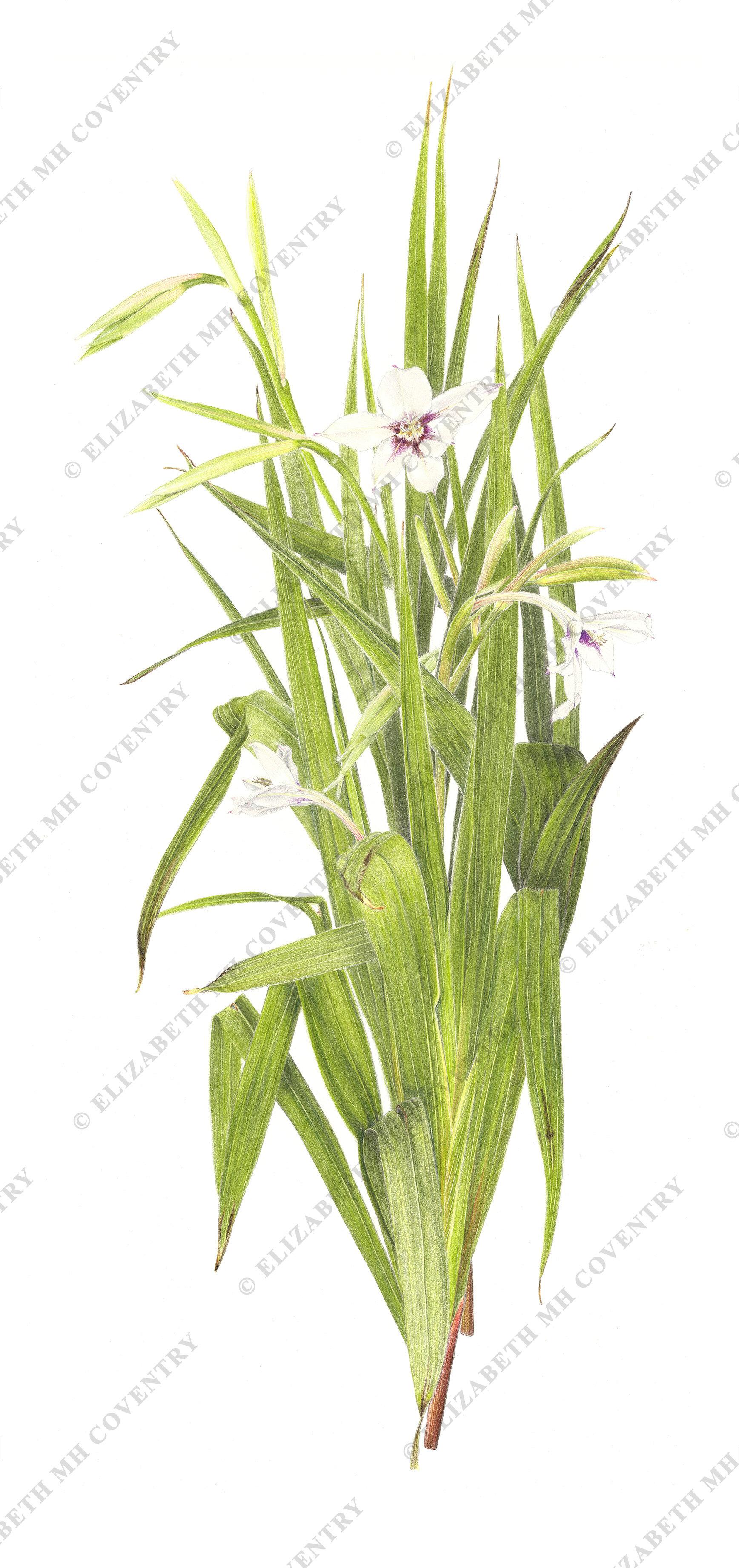 GLADIOLUS ACIDANTHERA