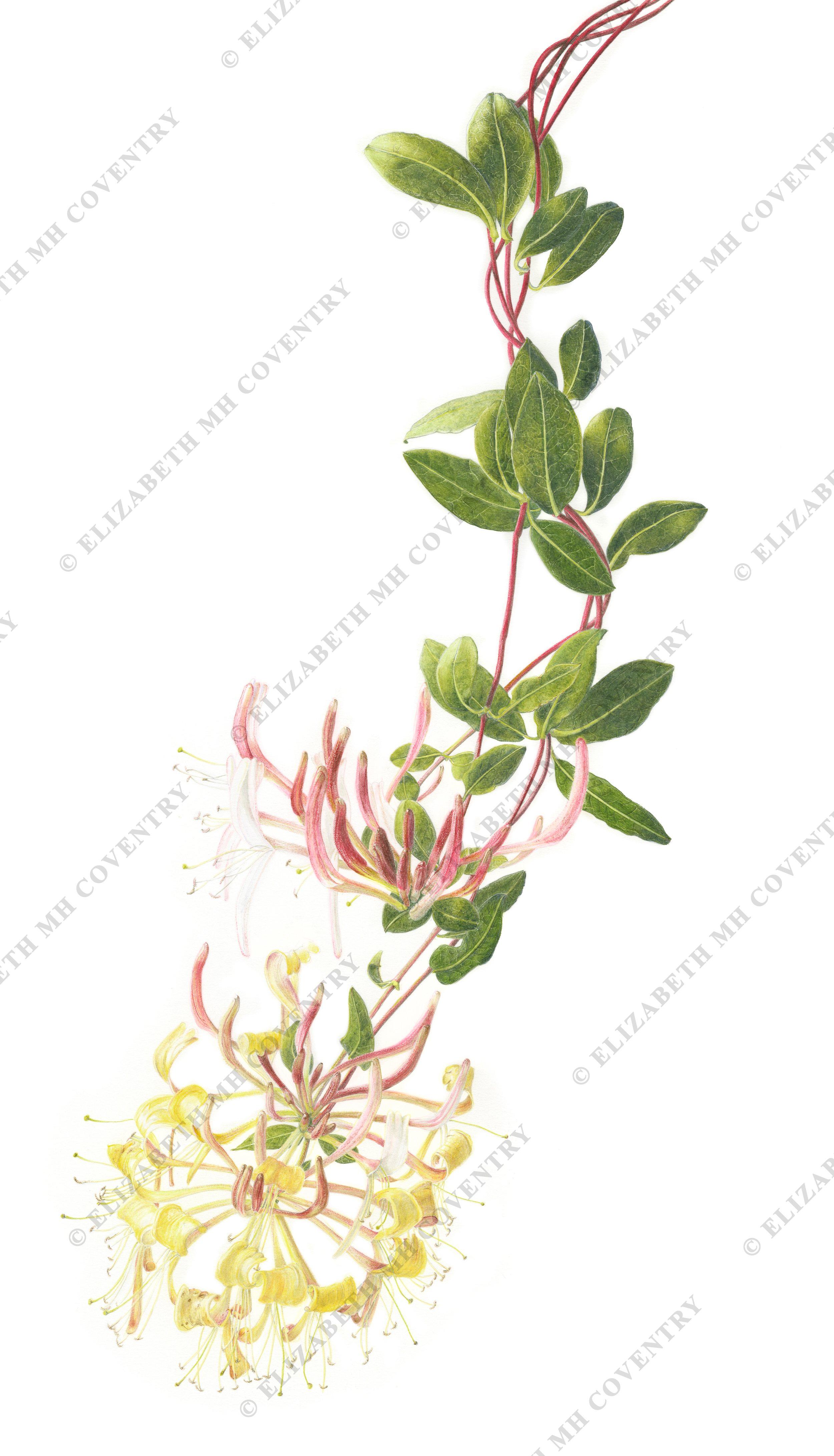 HONEYSUCKLE