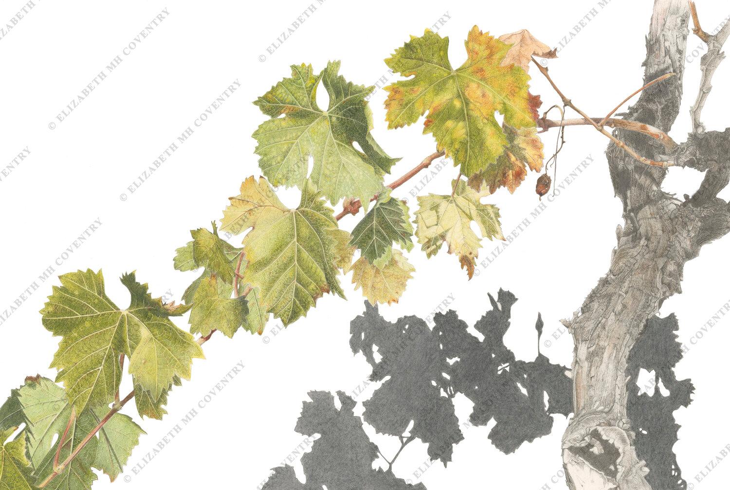 LATE AUTUMN GRAPEVINE