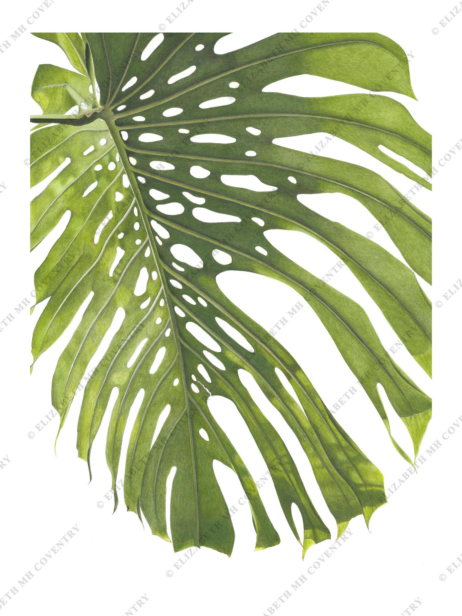 MONSTERA DELICIOSA LEAF