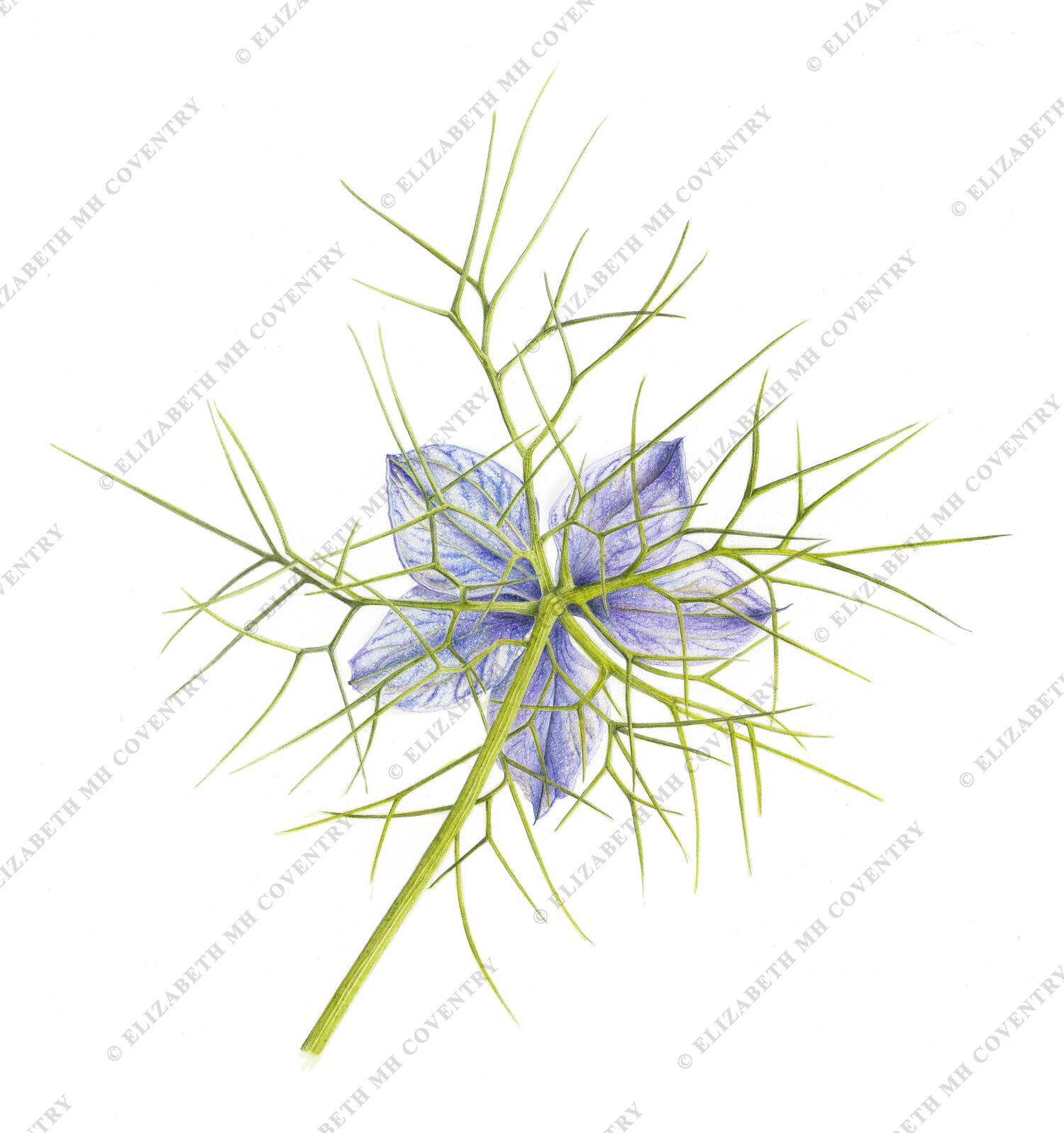 NIGELLA FLOWER