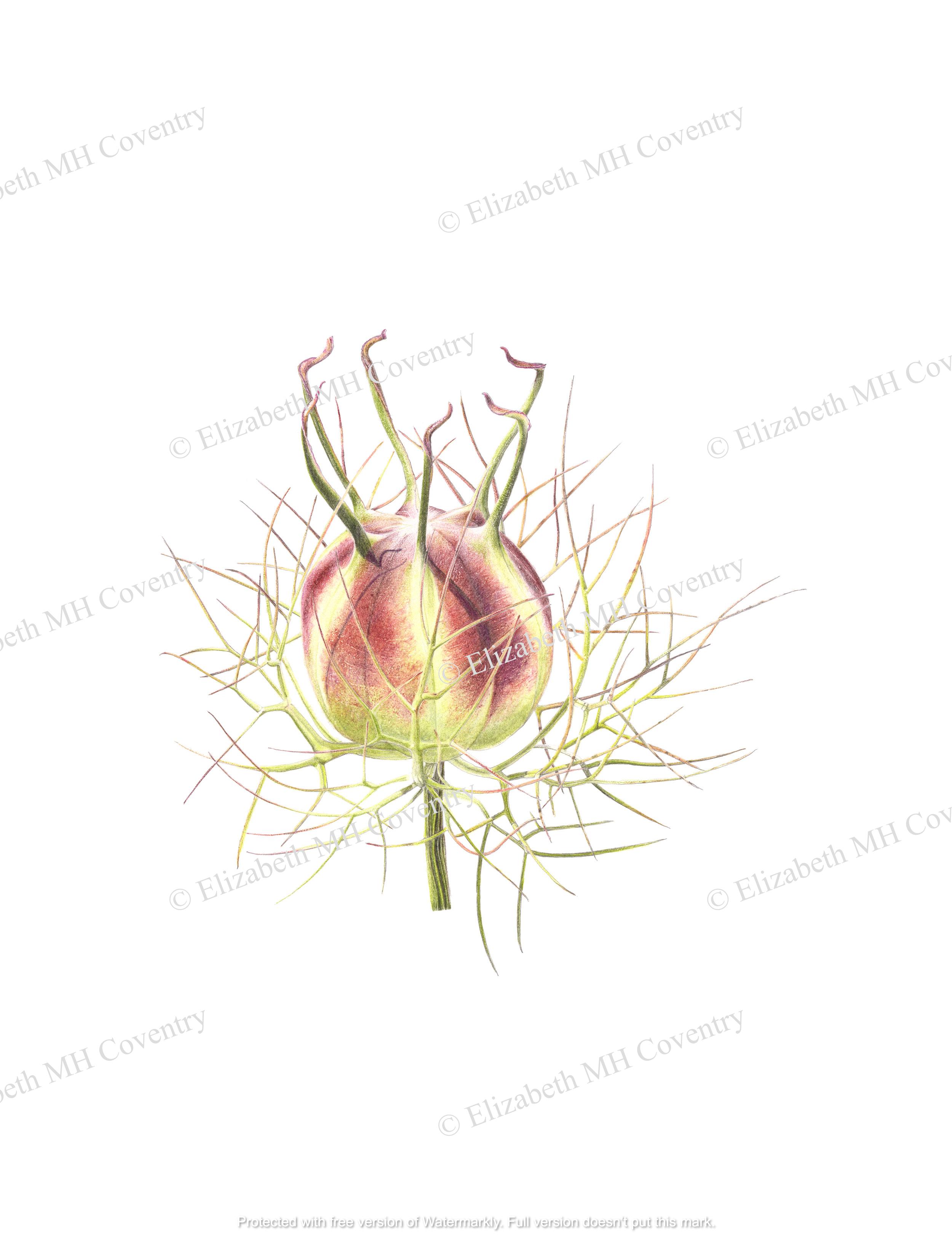 NIGELLA SEED POD