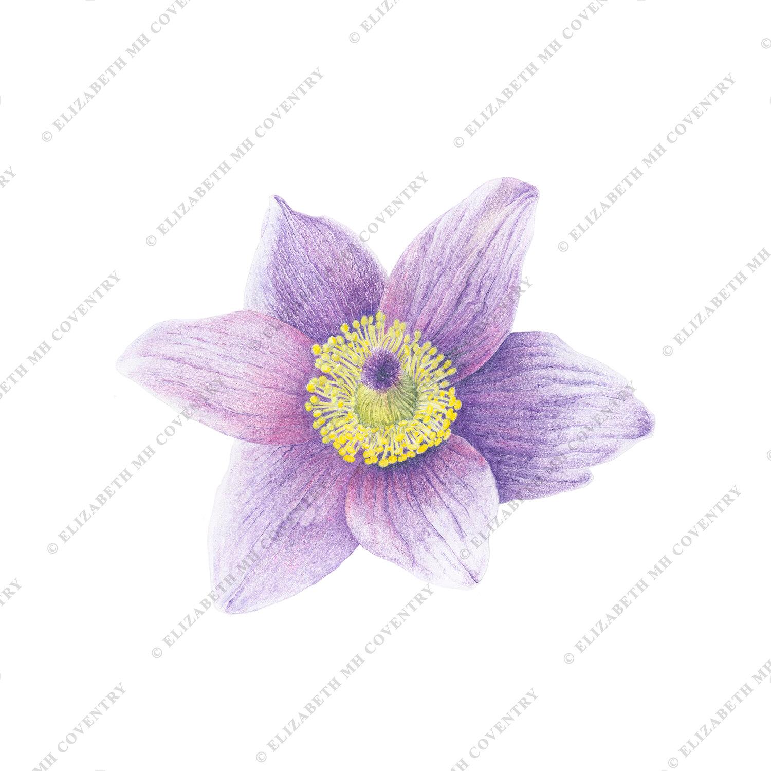 PULSATILLA VULGARIS