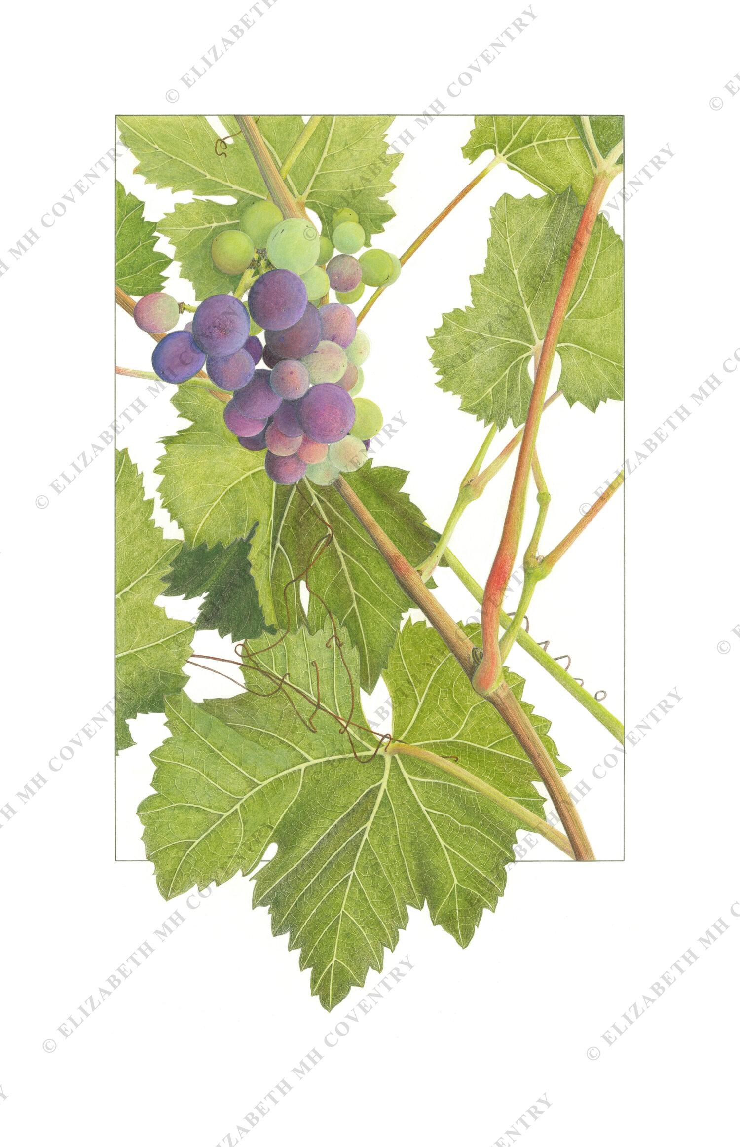 SPANISH GRAPEVINE