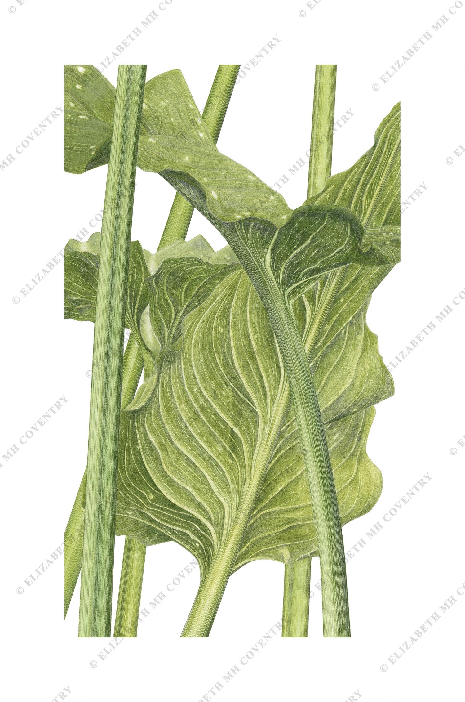 ZANTEDESCHIA LEAVES